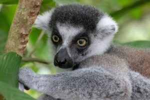 ring tailed lemur, ape, madagascar-4320974.jpg